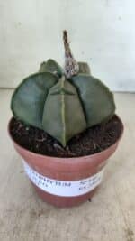 MATRIZ ASTROPHYTUM cv KIKKO  Nº 810 – vaso 11 - Imagem 2