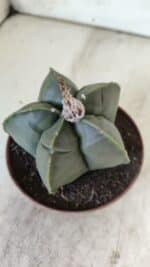 MATRIZ ASTROPHYTUM cv KIKKO  Nº 810 – vaso 11 - Imagem 8