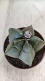 MATRIZ ASTROPHYTUM cv KIKKO  Nº 810 – vaso 11 - Imagem 7