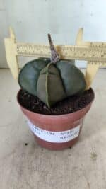 MATRIZ ASTROPHYTUM cv KIKKO  Nº 810 – vaso 11 - Imagem 4