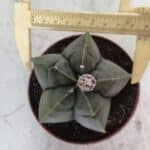 MATRIZ ASTROPHYTUM cv KIKKO  Nº 810 – vaso 11