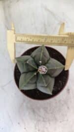MATRIZ ASTROPHYTUM cv KIKKO  Nº 810 – vaso 11
