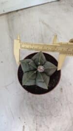 MATRIZ ASTROPHYTUM cv KIKKO  Nº 810 – vaso 11 - Imagem 9