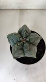 MATRIZ ASTROPHYTUM cv KIKKO  Nº 811 – vaso 15 - Imagem 3