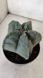 MATRIZ ASTROPHYTUM cv KIKKO  Nº 811 – vaso 15 - Imagem 7