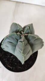 MATRIZ ASTROPHYTUM cv KIKKO  Nº 811 – vaso 15 - Imagem 6