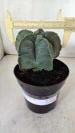 MATRIZ ASTROPHYTUM cv KIKKO  Nº 811 – vaso 15 - Imagem 4