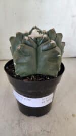 MATRIZ ASTROPHYTUM cv KIKKO  Nº 812 – vaso 15 - Imagem 2