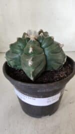 ASTROPHYTUM cv KIKKO  Nº 812 – vaso 15 - Imagem 2