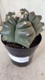 MATRIZ ASTROPHYTUM cv KIKKO  Nº 812 – vaso 15 - Imagem 10