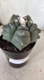 MATRIZ ASTROPHYTUM cv KIKKO  Nº 812 – vaso 15 - Imagem 9