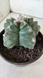 ASTROPHYTUM cv KIKKO  Nº 812 – vaso 15 - Imagem 8