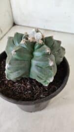 ASTROPHYTUM cv KIKKO  Nº 812 – vaso 15 - Imagem 7