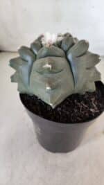 MATRIZ ASTROPHYTUM cv KIKKO  Nº 812 – vaso 15 - Imagem 8