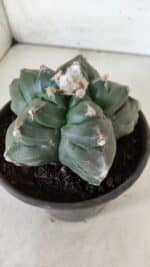 ASTROPHYTUM cv KIKKO  Nº 812 – vaso 15 - Imagem 6