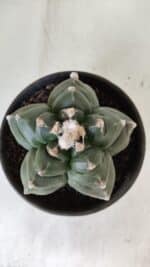 ASTROPHYTUM cv KIKKO  Nº 812 – vaso 15 - Imagem 3