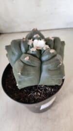 MATRIZ ASTROPHYTUM cv KIKKO  Nº 812 – vaso 15 - Imagem 6