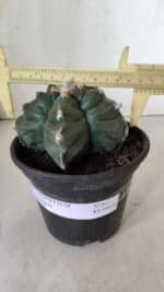 ASTROPHYTUM cv KIKKO  Nº 812 – vaso 15 - Imagem 4