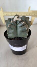 MATRIZ ASTROPHYTUM cv KIKKO  Nº 812 – vaso 15 - Imagem 4