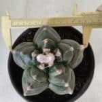 ASTROPHYTUM cv KIKKO  Nº 812 – vaso 15