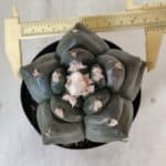 MATRIZ ASTROPHYTUM cv KIKKO  Nº 812 – vaso 15