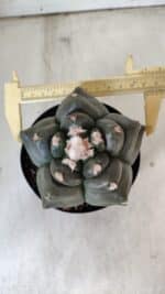 MATRIZ ASTROPHYTUM cv KIKKO  Nº 812 – vaso 15