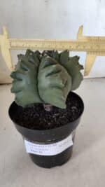ASTROPHYTUM cv KIKKO  Nº 817 – vaso 15 - Imagem 4