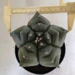 ASTROPHYTUM cv KIKKO  Nº 817 – vaso 15