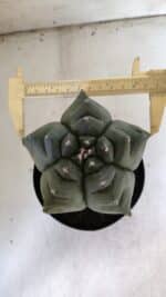 ASTROPHYTUM cv KIKKO  Nº 817 – vaso 15