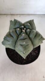 ASTROPHYTUM cv KIKKO  Nº 817 – vaso 15 - Imagem 10