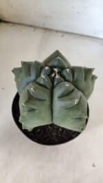 ASTROPHYTUM cv KIKKO  Nº 817 – vaso 15 - Imagem 8