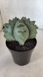 ASTROPHYTUM cv KIKKO  Nº 817 – vaso 15 - Imagem 7