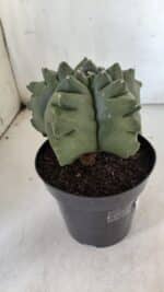 ASTROPHYTUM cv KIKKO  Nº 817 – vaso 15 - Imagem 6