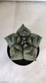 ASTROPHYTUM cv KIKKO  Nº 817 – vaso 15 - Imagem 3