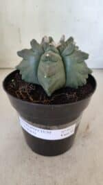 ASTROPHYTUM cv KIKKO  Nº 912 – vaso 15 - Imagem 2