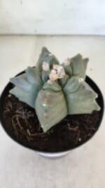 ASTROPHYTUM cv KIKKO  Nº 912 – vaso 15 - Imagem 9