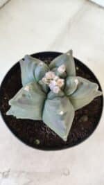 ASTROPHYTUM cv KIKKO  Nº 912 – vaso 15 - Imagem 8