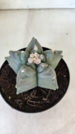 ASTROPHYTUM cv KIKKO  Nº 912 – vaso 15 - Imagem 6