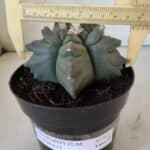 ASTROPHYTUM cv KIKKO  Nº 912 – vaso 15