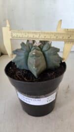 ASTROPHYTUM cv KIKKO  Nº 912 – vaso 15