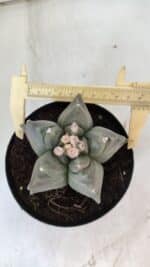 ASTROPHYTUM cv KIKKO  Nº 912 – vaso 15 - Imagem 5