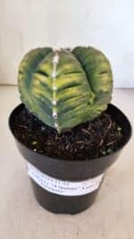 ASTROPHYTUM cv KIKKO "Variegata - 4 Quinas"  Nº 914 – vaso 15