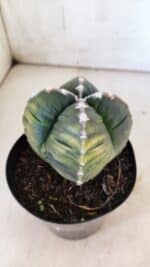 ASTROPHYTUM cv KIKKO "Variegata - 4 Quinas"  Nº 914 – vaso 15 - Imagem 9