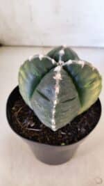 ASTROPHYTUM cv KIKKO "Variegata - 4 Quinas"  Nº 914 – vaso 15 - Imagem 8