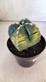 ASTROPHYTUM cv KIKKO "Variegata - 4 Quinas"  Nº 914 – vaso 15 - Imagem 3