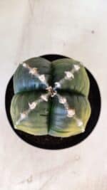 ASTROPHYTUM cv KIKKO "Variegata - 4 Quinas"  Nº 914 – vaso 15 - Imagem 4