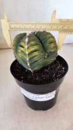 ASTROPHYTUM cv KIKKO "Variegata - 4 Quinas"  Nº 914 – vaso 15 - Imagem 5