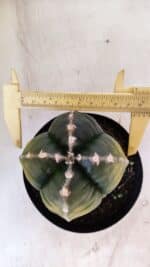 ASTROPHYTUM cv KIKKO "Variegata - 4 Quinas"  Nº 914 – vaso 15 - Imagem 6