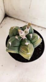 ASTROPHYTUM cv KIKKO "Variegata"  Nº 910 – vaso 15 - Imagem 3