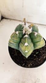 ASTROPHYTUM cv KIKKO "Variegata"  Nº 910 – vaso 15 - Imagem 6